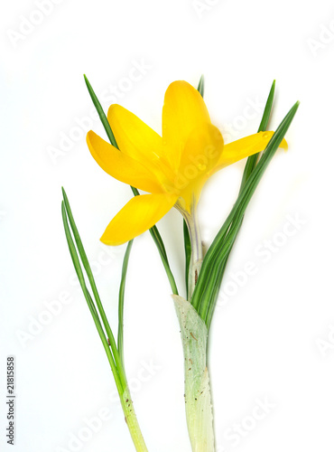 Yellow crocus on white background