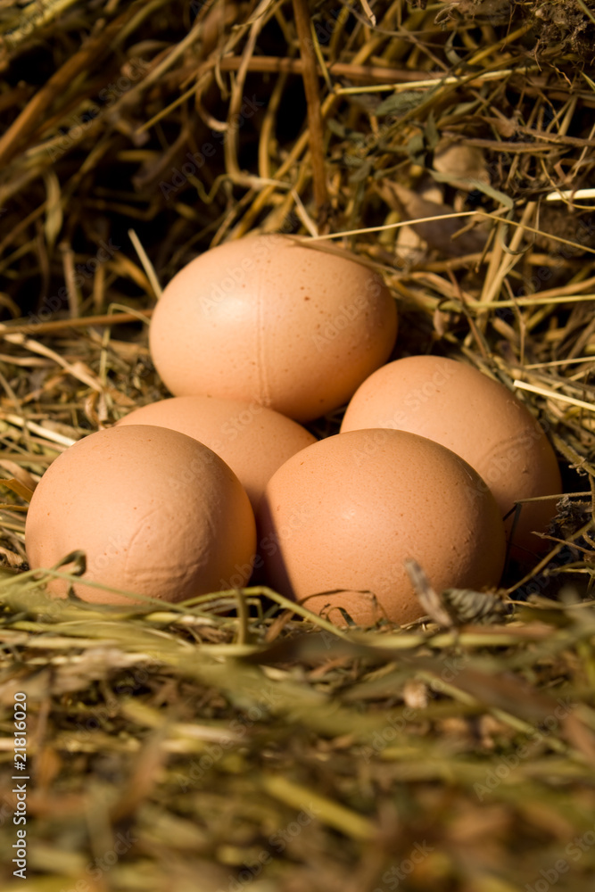 eggs lies in nest