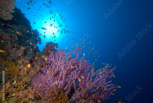 Fototapeta Naklejka Na Ścianę i Meble -  Soft coral reef