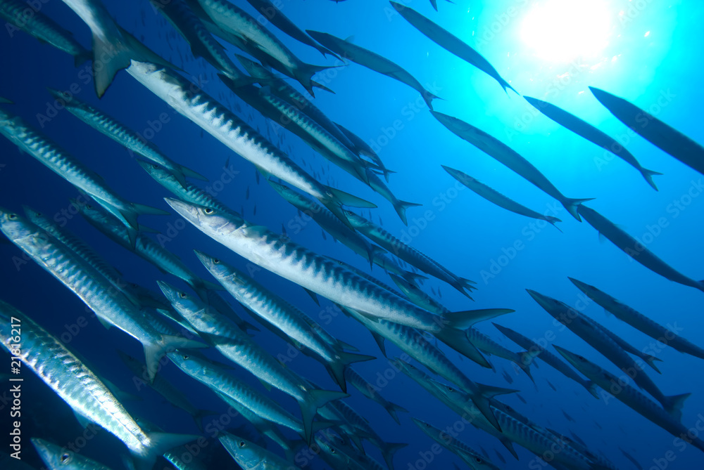 School of Barracuda School of Barracuda