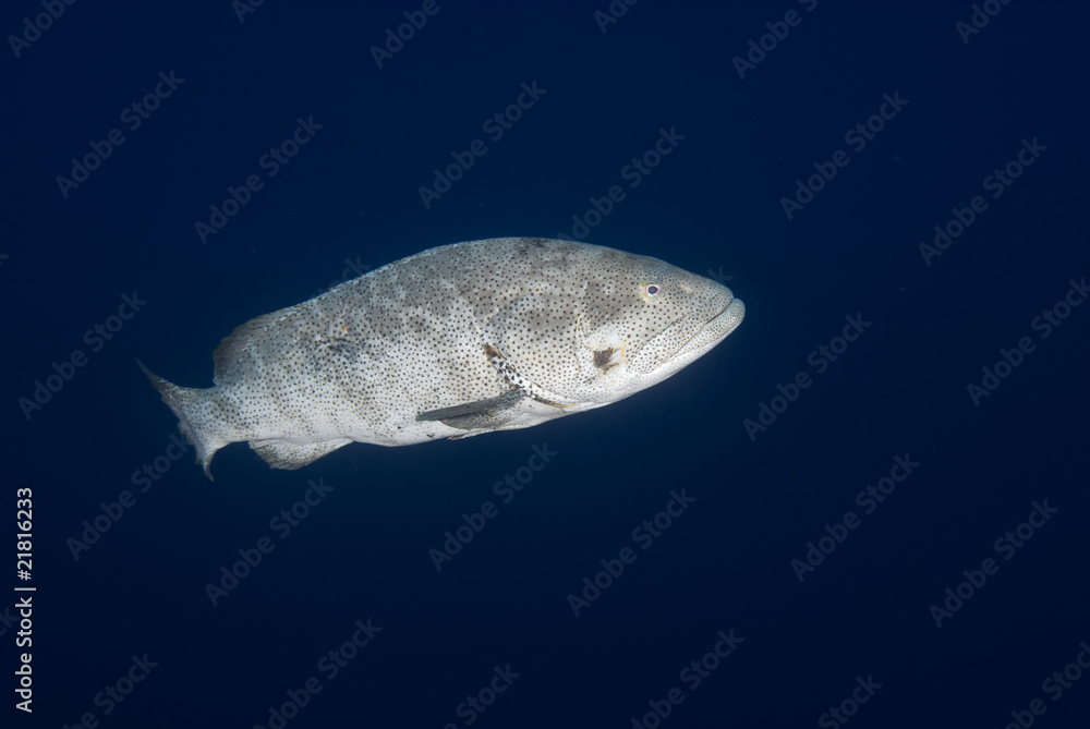 Naklejka premium Malabar grouper