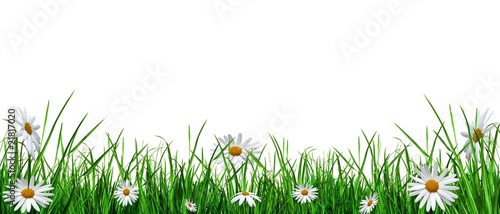 Billede på lærred Verdure avec fleurs blanches détourées.
