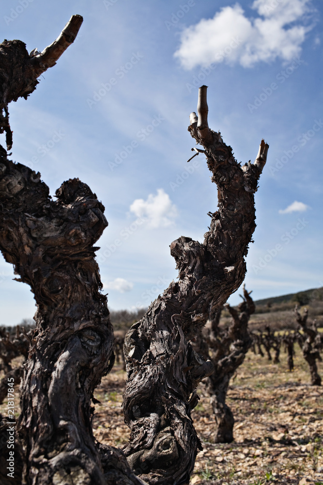 Fototapeta premium Vine stock closeup