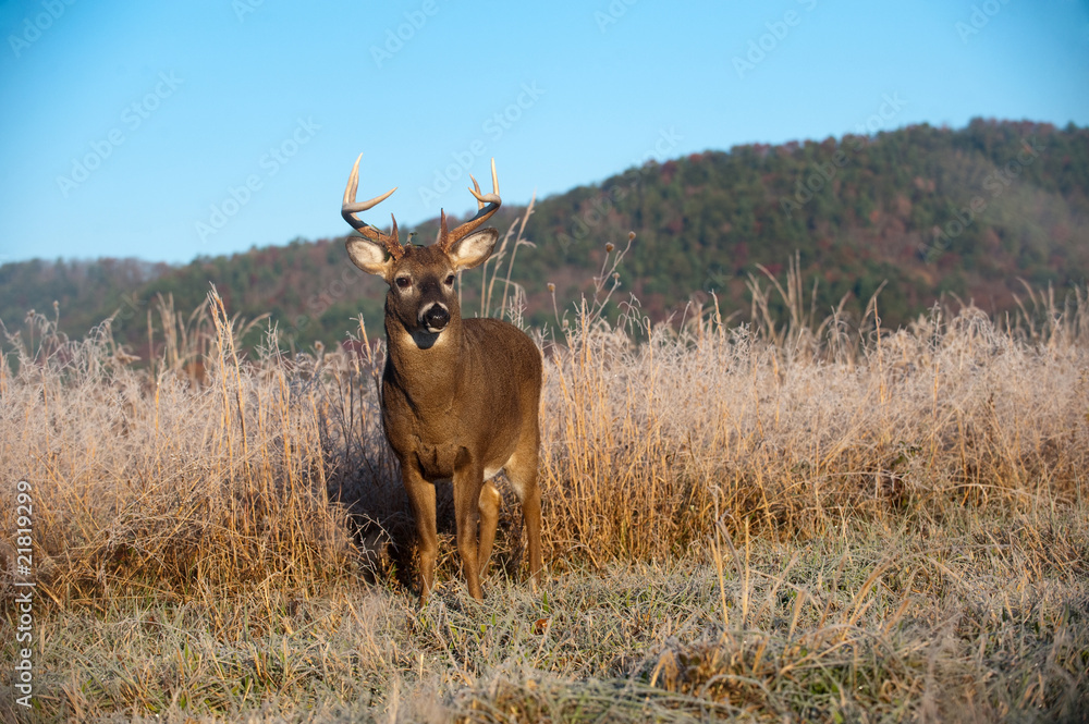 Fototapeta premium Whitetail buck standing in meadow in the fall