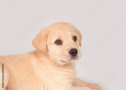 Cute puppy © Tony Campbell