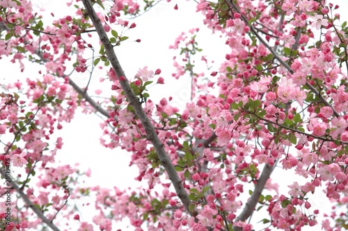 Wallpaper Mural 桜 Torontodigital.ca