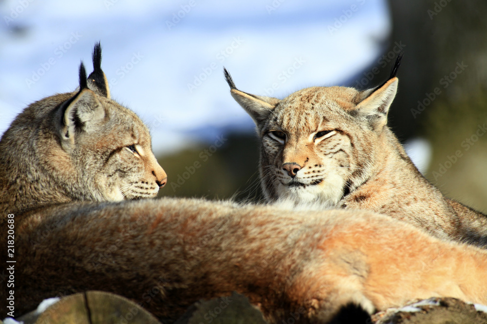 Fototapeta premium luchs