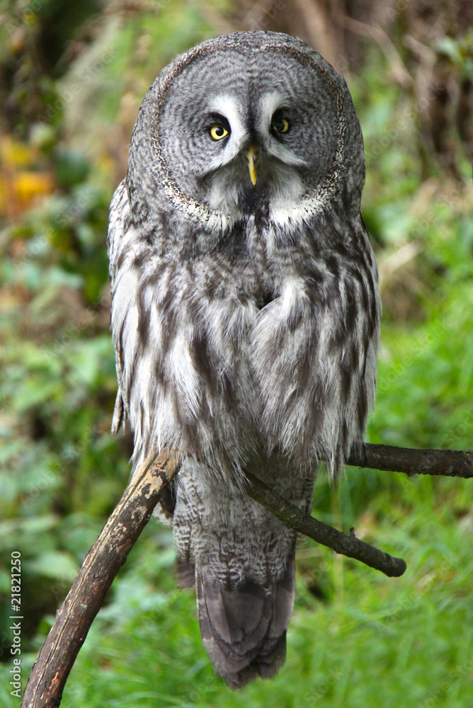 Obraz premium Great grey owl looking at the camera
