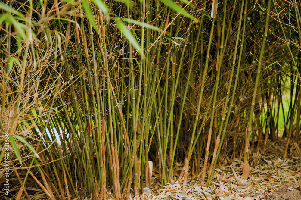 Bamboo grass Bamboo grass