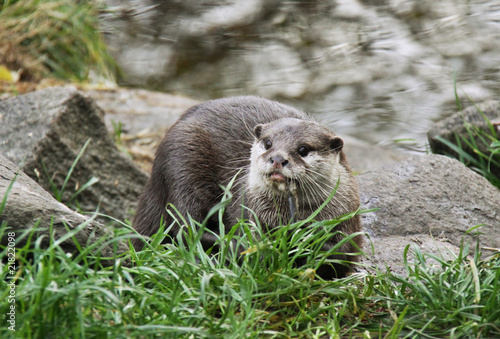 European otter eating a fish near a river