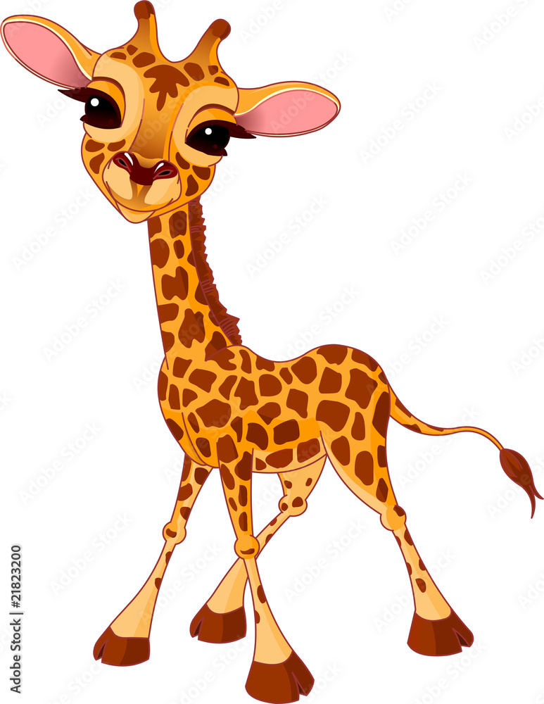 Obraz premium Giraffe Calf
