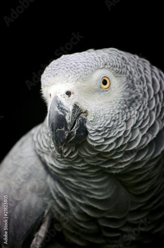 Gray parrot