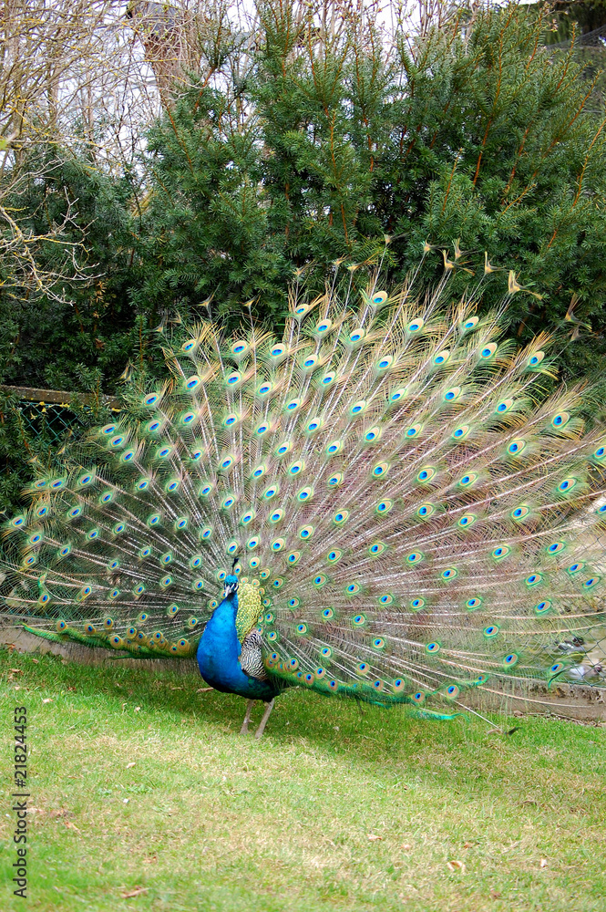 Obraz premium Peacock with open tail