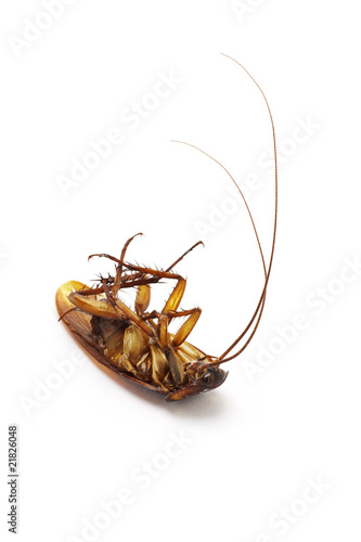 Dead cockroach © dezign56