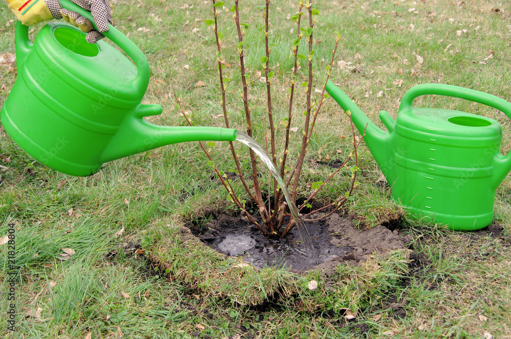 Strauch angiessen - watering a shrub 02 Strauch angiessen - watering a shrub 02