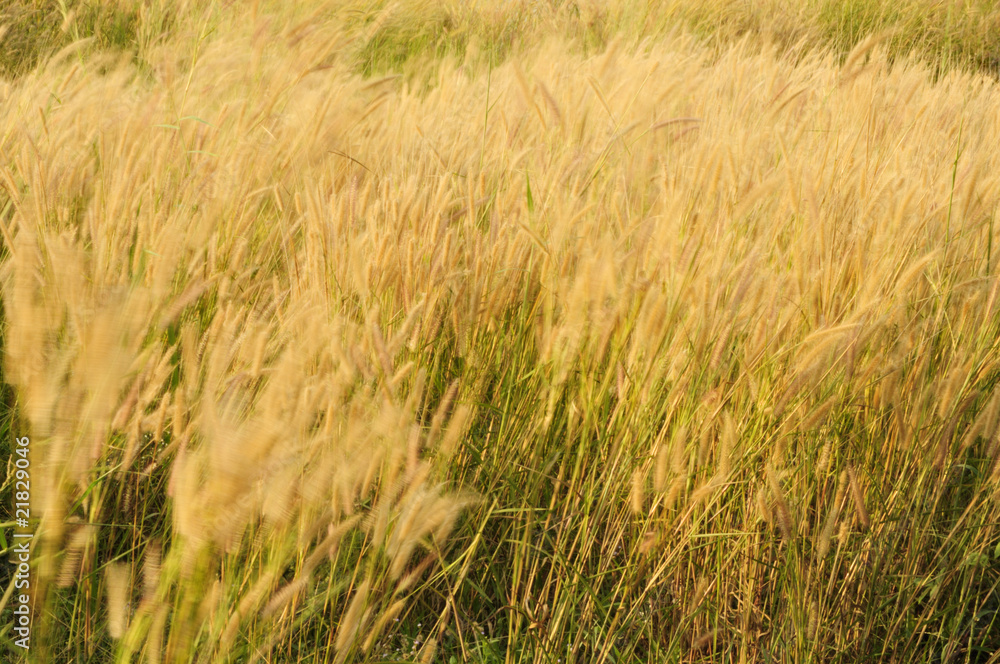 Fototapeta premium Grass Flowers