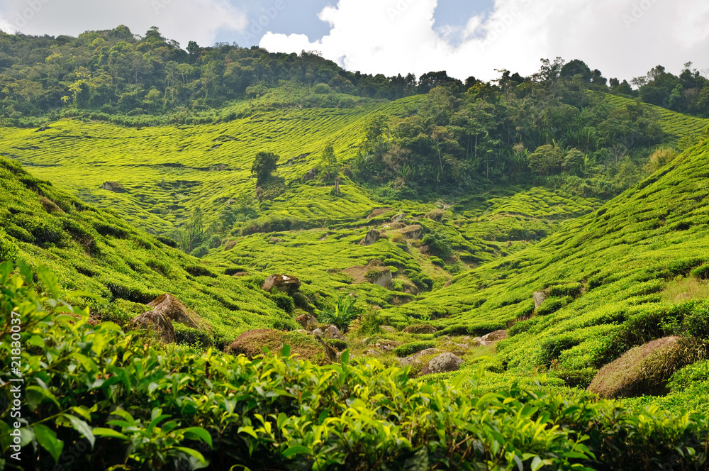 Tea plantage, cameron Highlands, Malaysia, Asia