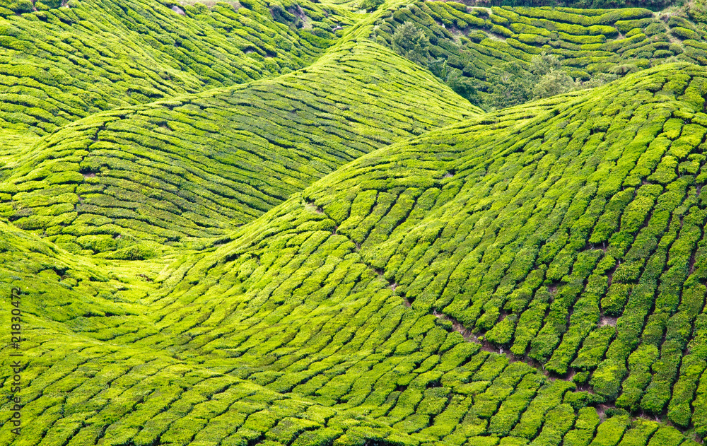 Fototapeta premium Tea plantage, cameron Highlands, Malaysia, Asia