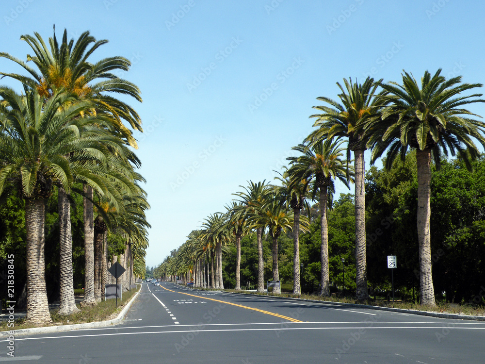 Palm Drive in Stanford