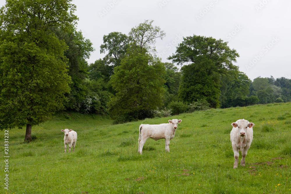Fototapeta premium vache dans un champ