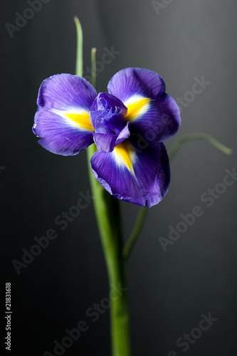 Fototapeta Naklejka Na Ścianę i Meble -  Purple iris