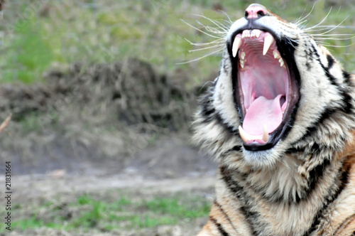 Der Tiger gähnt müde:  Die Frühjahrsmüdigkeit, die Großkatze mit weit aufgerissenen Maul. Tigerkopf mit Tigerzähnen und Rachen. photo