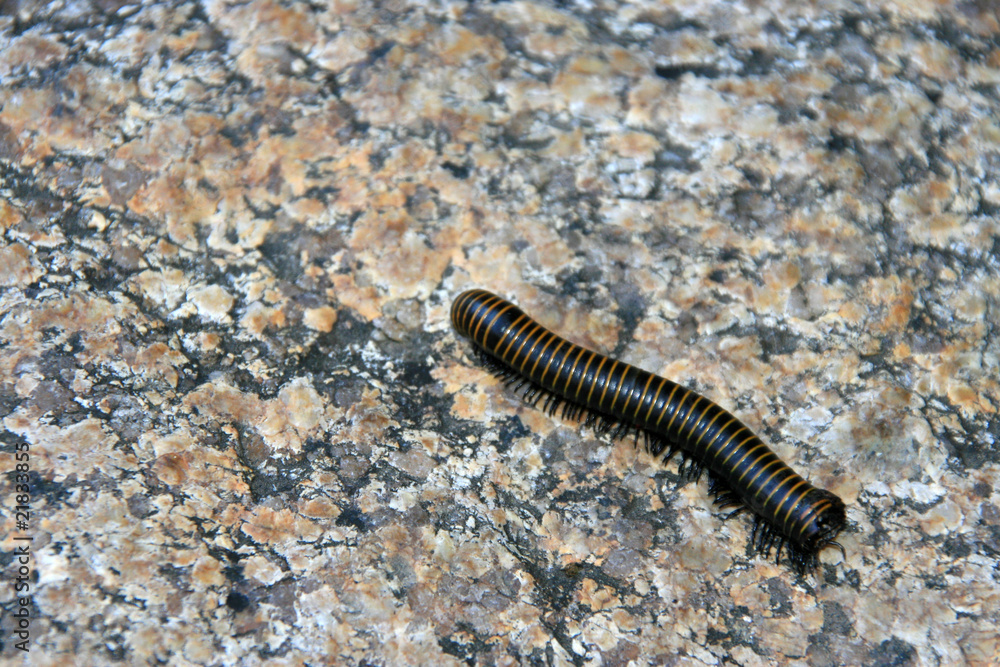 prospirobolus prospirobolus