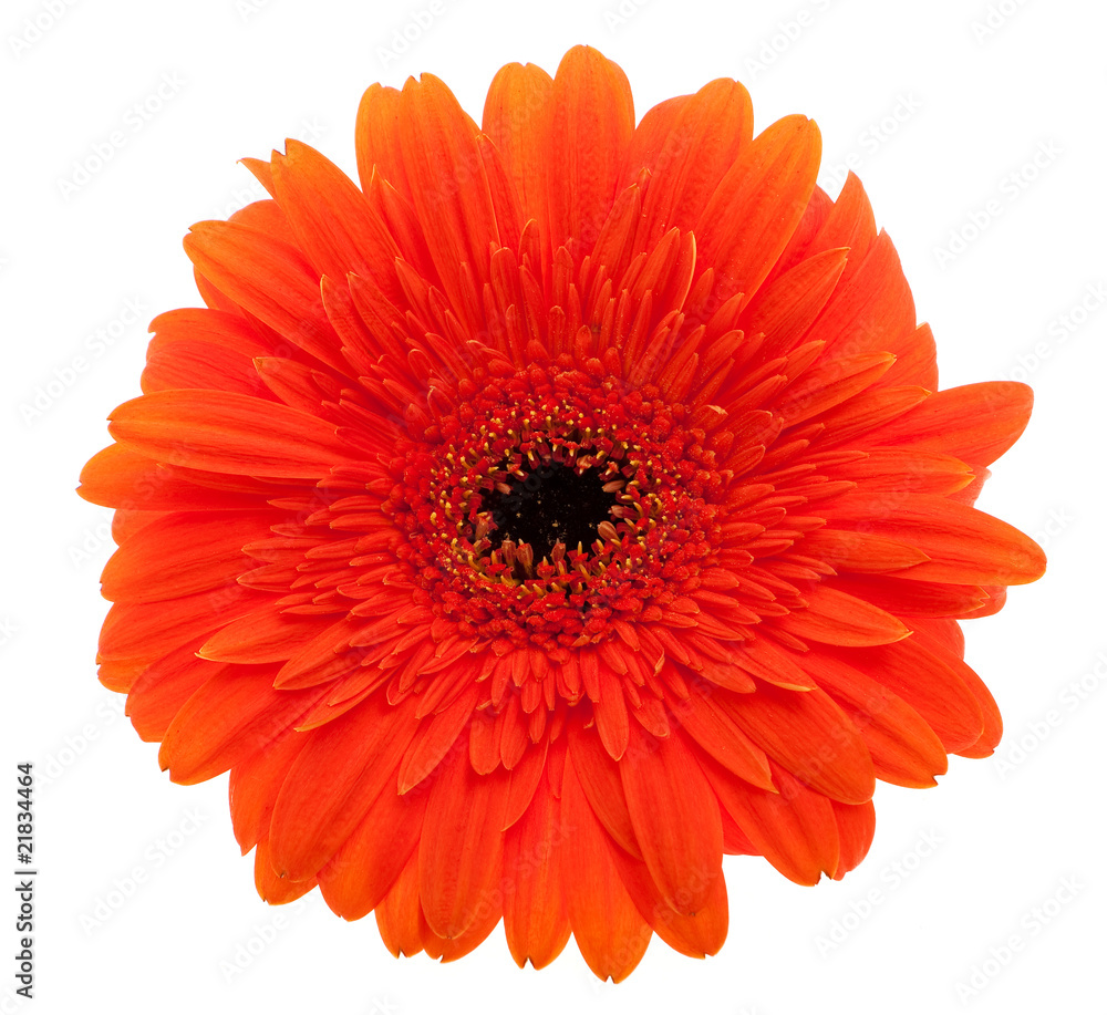 Gerbera Daisy orange Gerbera Daisy orange