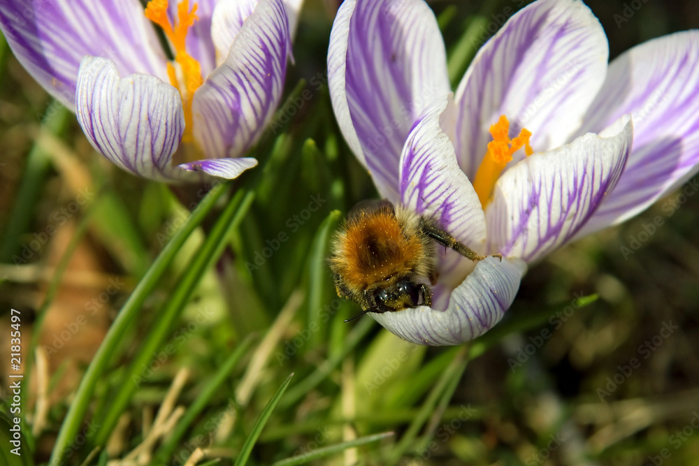 Fototapeta premium Hummel in einem blauen Krokus