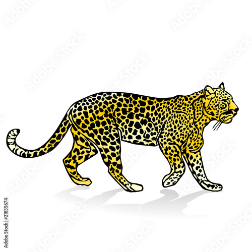Leopard,