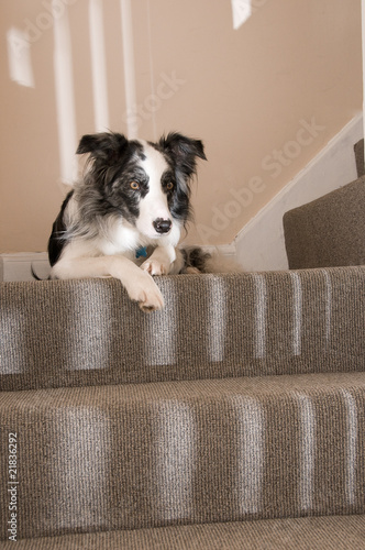 Relaxed dog on the stairs