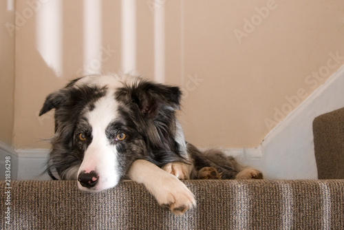 Relaxed dog on the stairs