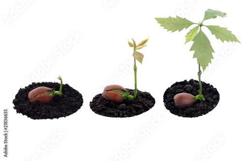 Red oak forest growing up, right now