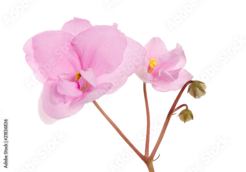 two pink violets branch