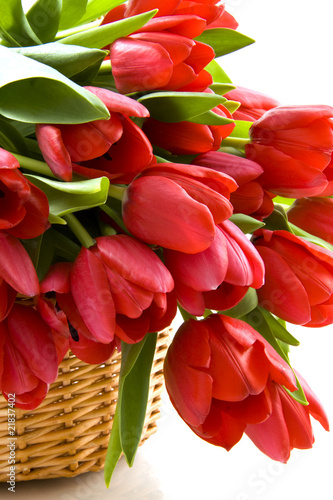 Fototapeta Naklejka Na Ścianę i Meble -  Dutch tulips