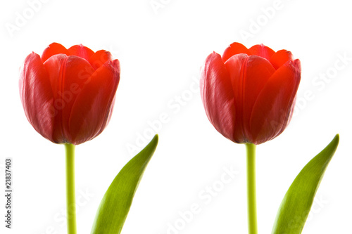 Twin tulips