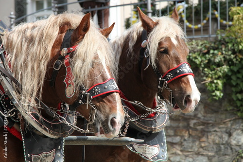 Fototapeta Naklejka Na Ścianę i Meble -  Kaltblüter