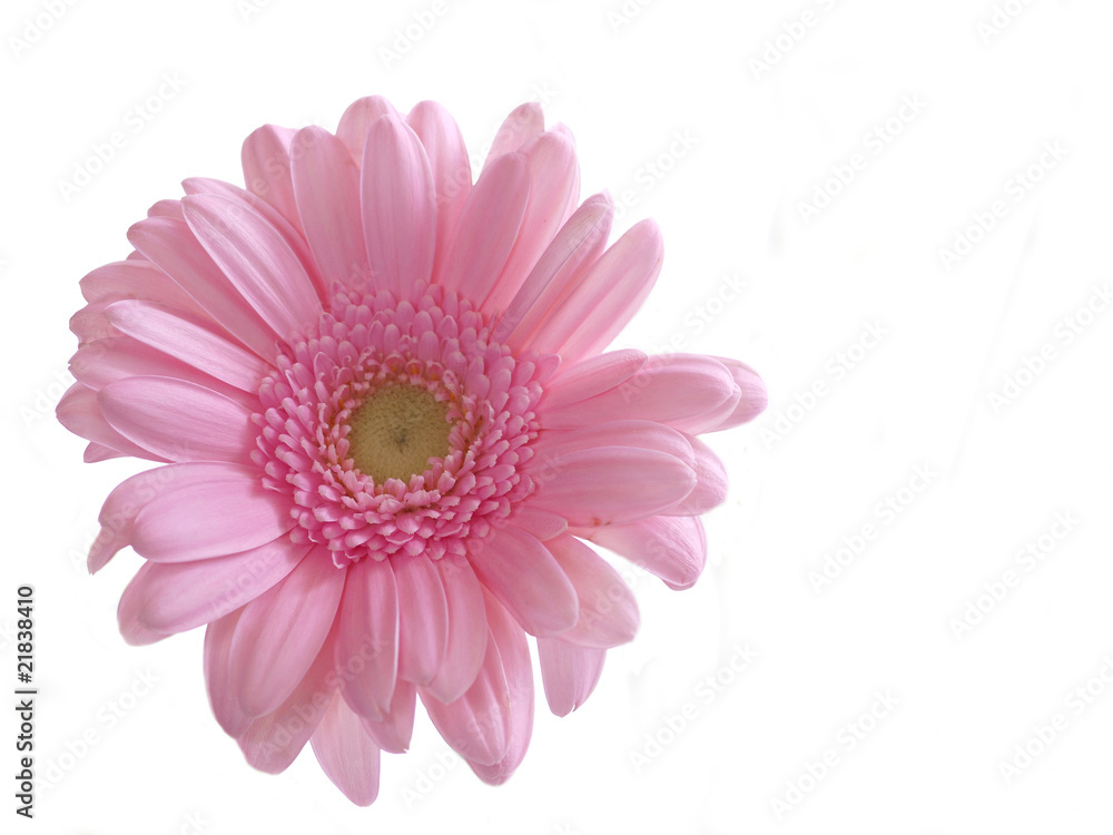 Rosa Gerbera Rosa Gerbera