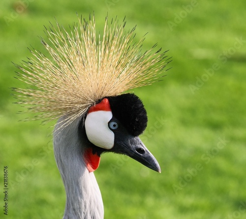 head of grey crowned crane - balearica regulorum gibericeps