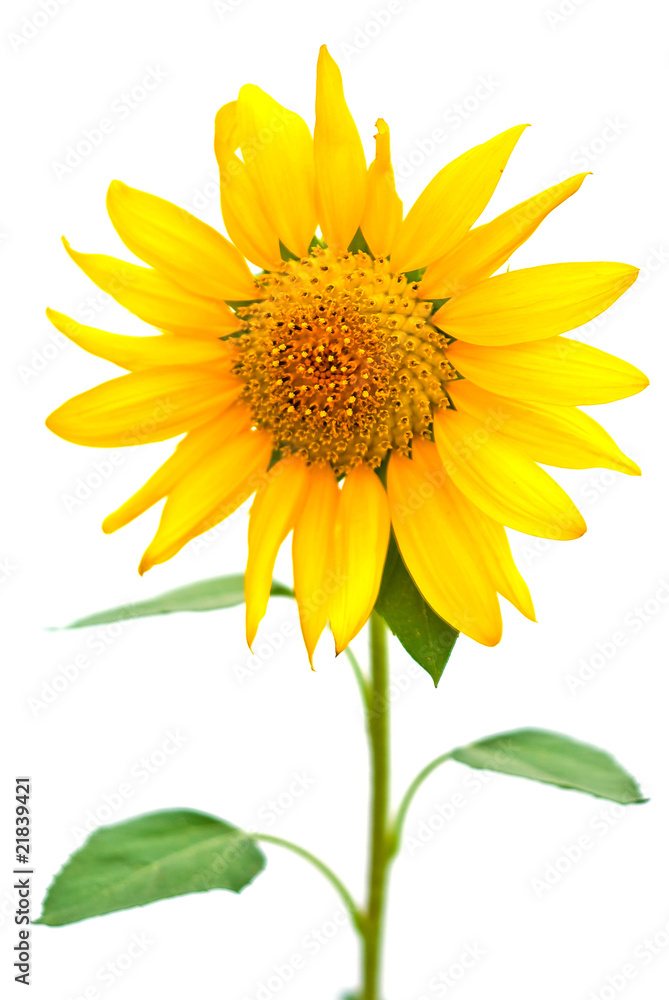 Obraz premium Sunflower
