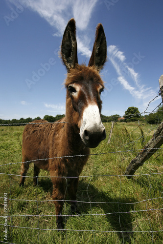 portrait of a donkey next to a fence