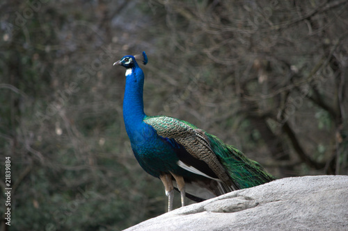 Wallpaper Mural pavone maschio Torontodigital.ca