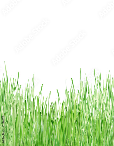 young green grass