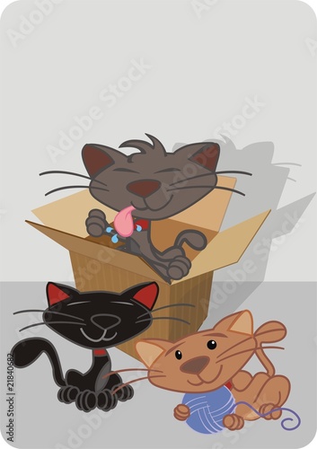cats for sell and buy