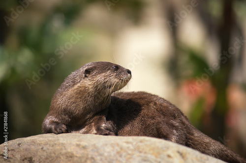 An Asian Short-clawed Otter Amblonyx cinereus, knows that it's f