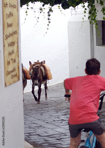 Canvas Print Tourist Donkeys