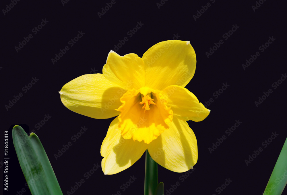 Narcissus Narcissus