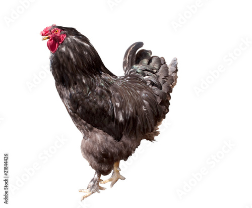 Black cock