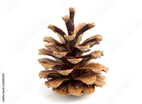 cone pine