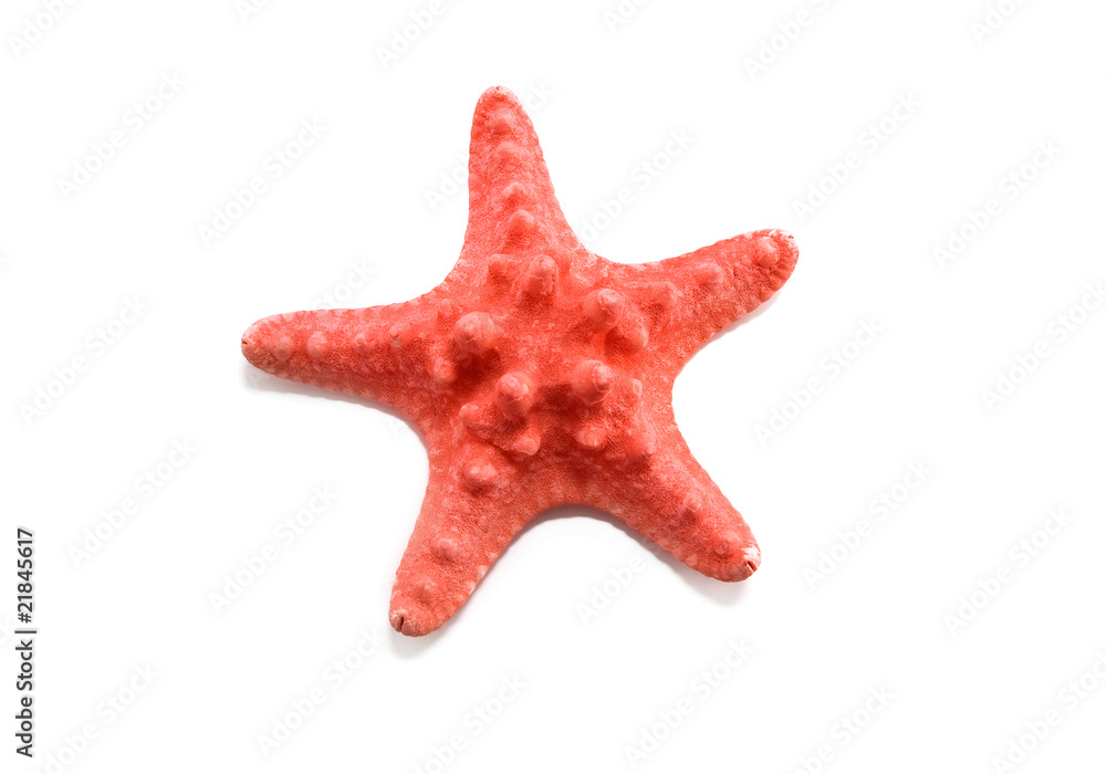 starfish starfish